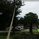 Dave & Jo's Tree Service & Stump Grinding