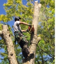 Sticks & Stumps Tree Service LLC
