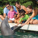 Dolphin Connection - Tourist Information & Attractions