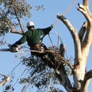 Above & Beyond Tree Service - Arborists