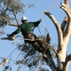 Above & Beyond Tree Service