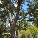 Victory One Tree Service & Stump Grinding - Tree Service