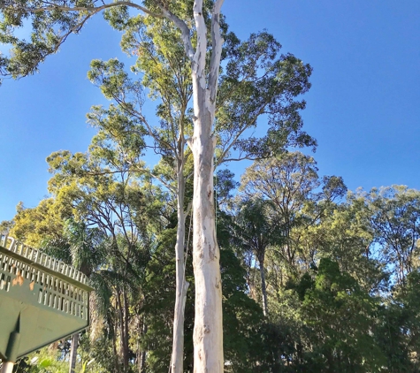 All Tree And Palm Trimming And Removal