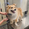 VCA Lake Jackson Animal Hospital gallery