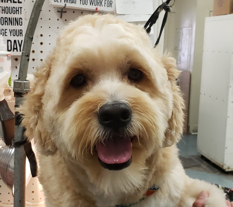 Anna's Pet Grooming - Norwalk, CA