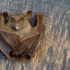 Taylor's Weed & Pest Control Services gallery