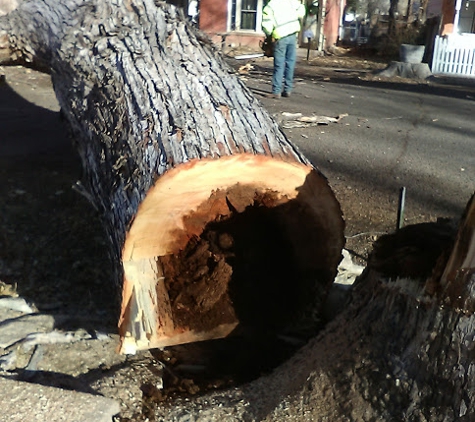 Mission Ready Tree Service. Rotten Maple tree removal, Florence Colorado.  Stump grinding