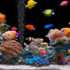 FIREHOUSE AQUARIUMS gallery