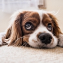 Little Paws Carpet Cleaning - Carpet & Rug Cleaners