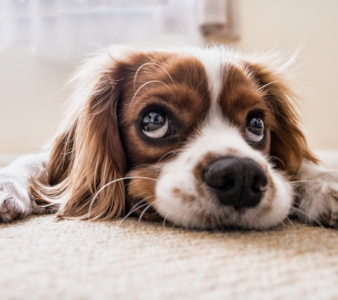 All Bright Carpet Care. PET SAFE CARPET CLEANER - Own one of these? Don't let those sad eyes fool you. The carpets are filthy. Call for an estimate today.