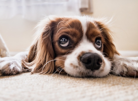 PuroClean. PET SAFE CARPET CLEANER - Own one of these? Don't let those sad eyes fool you. The carpets are filthy. Call for an estimate today.