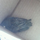 Texas Wildlife Rehabilitation Coalition - Wildlife Refuge