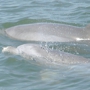 Indian River Lagoon Boat Tours