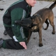 Elite Florida Canine College