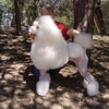 Mithril Standard Poodles gallery
