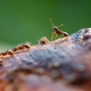 Ehrlich Pest Control - Pest Control Equipment & Supplies