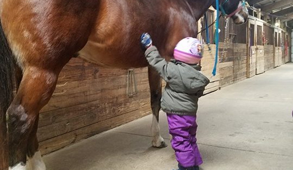 Kaizen Horse Training and Lessons - Monroe, MI