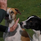 One Mission Dog Training - Lowell