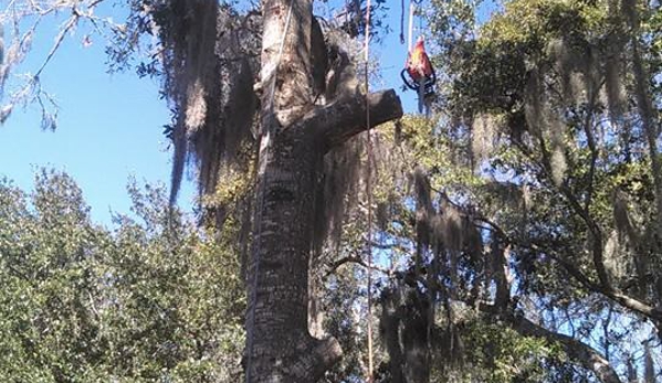 Fowler Landscape & Tree Service - Oak Ridge, TN