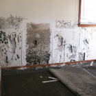 Ace Mold Remediation Garland