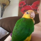 The Everything Brid