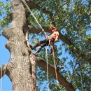 Top Quality Tree - Tree Service
