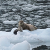 Alaskan Song Charters gallery