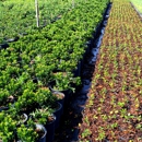 California Green Growers - Nurseries-Plants & Trees