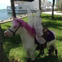 Broward Pony Rentals