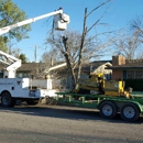 Affordable Tree & Stump Removal - Tree Service