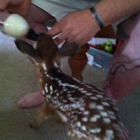 Coastal Carolina Wildlife Rehab