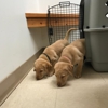 Fairview Animal Hospital gallery