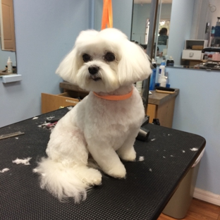 Canine Beach Grooming - Oakland Park, FL