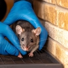 Pest Professionals gallery