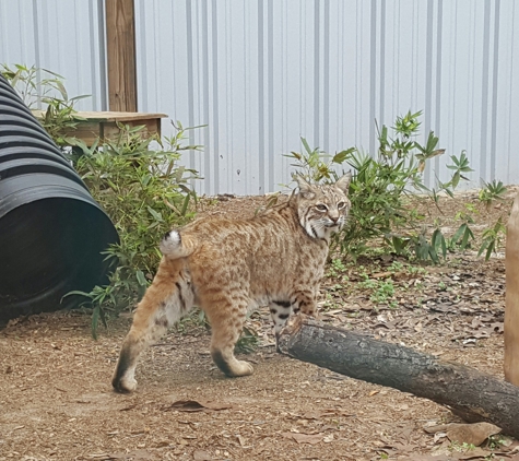 Emerald Coast Wildlife Refuge Zoological Park - Crestview, FL. As a Kentucky Wildcats fan, we loved this guy ❤