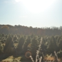 Tall Timbers Tree Farm