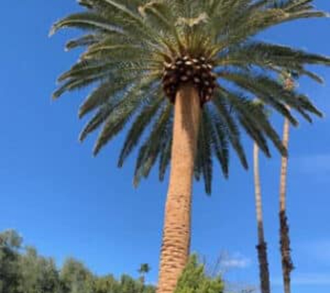 Rocky's Tree Service - Las Vegas, NV