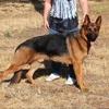 Lenga's German Shepherds gallery