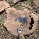 Stump Grinding Services - Tree Service
