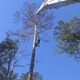 Big Bend Tree Service