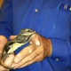 Trappro Humane Wildlife Removal