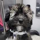 Kontota Mobile Dog Grooming of Cincinnati, OH