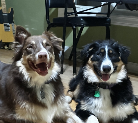Quality Canines By Kim - Crystal Lake, IL. Happy pups that love their Auntie Kim