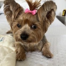 Absolutely Pawfect Pet Styling - Pet Grooming