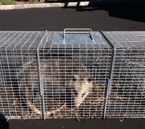 Fat Rats Nuisance and Wildlife Removal Inc. - Rocky Point, NY