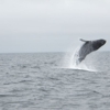 Santa Cruz Whale Watching gallery