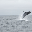 Santa Cruz Whale Watching - Boat Rental & Charter