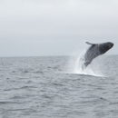 Stagnaro Sport Fishing Charters & Whale Watching Cruises - Boat Rental & Charter