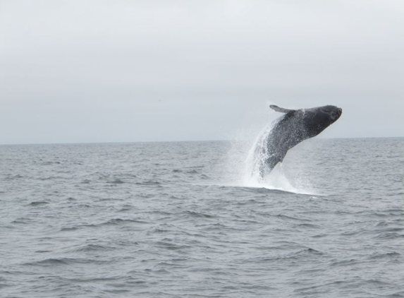 Stagnaro Sport Fishing Charters & Whale Watching Cruises - Santa Cruz, CA