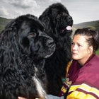 Blackwolf Newfoundlands